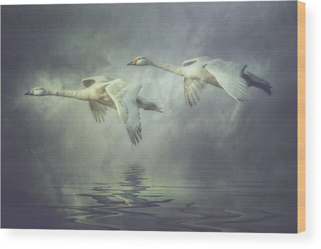 Swans Wood Print featuring the photograph Misty Moon Shadows by Brian Tarr