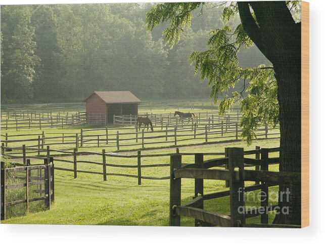 Horses Wood Print featuring the photograph Misty Morning Maze by Carol Lynn Coronios