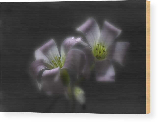 Shamrock Wood Print featuring the photograph Misty Shamrock 2 by Sue Capuano