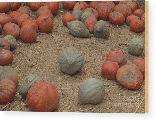 Pumpkins Wood Print featuring the photograph Mixed Pumpkins by Suzanne Luft