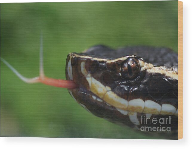 Nature Wood Print featuring the photograph Moccasin Snake by Rudi Prott