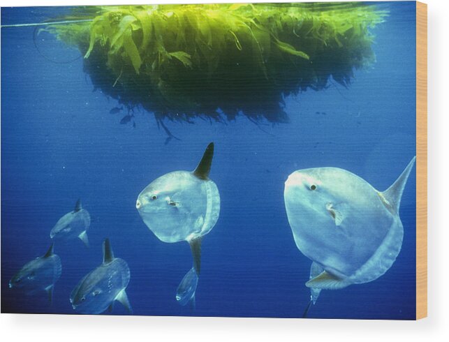 Animal Wood Print featuring the photograph Mola Mola School Of Juveniles by Greg Ochocki