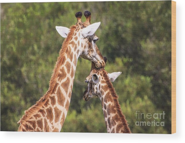 Giraffe Wood Print featuring the photograph Mom and Young Giraffe by Jennifer Ludlum