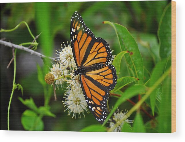 Monarch Butterfly Wood Print featuring the photograph Monarch Butterfly by Stacy Abbott