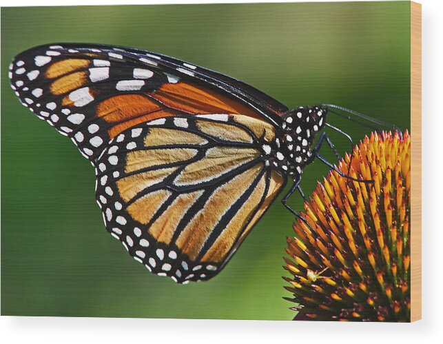 Monarch Butterfly Wood Print featuring the photograph Monarch Butterfly by Theo OConnor