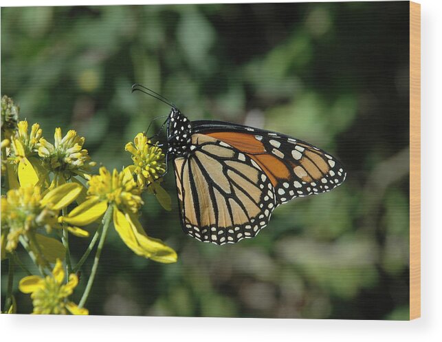 Monarch Butterfly Wood Print featuring the photograph Monarch by David Armstrong