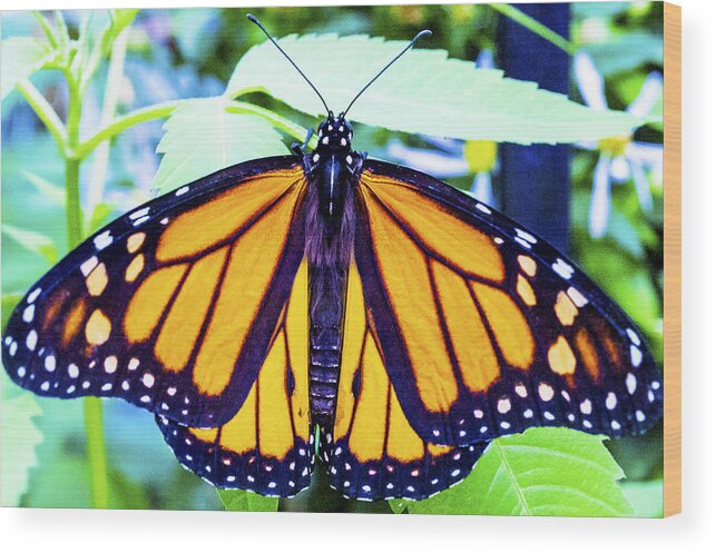 Nj Wood Print featuring the photograph Monarch I by Pablo Rosales