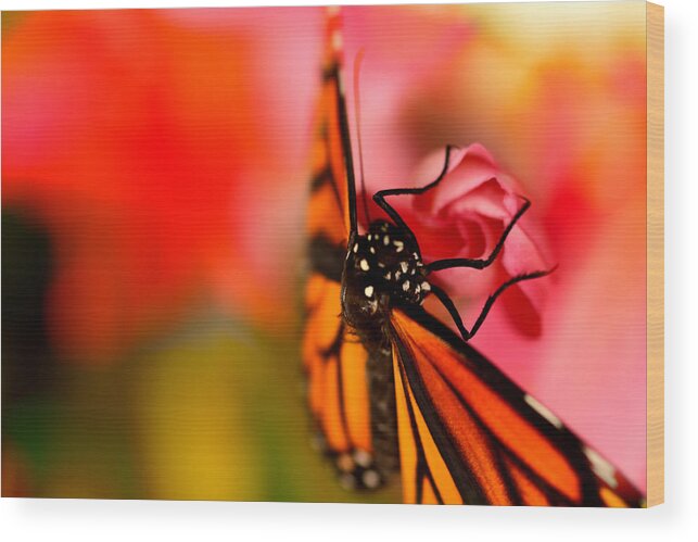 Flower Wood Print featuring the photograph Monarch Morning by Susan Moody