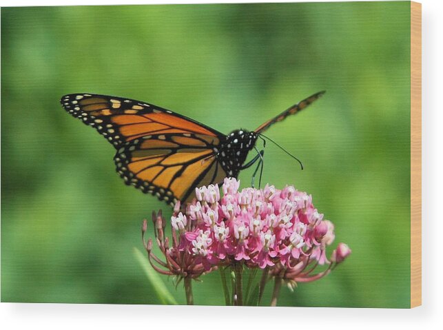 Monarch Butterfly Wood Print featuring the photograph Monarch on Pink Wildflower by John Dart