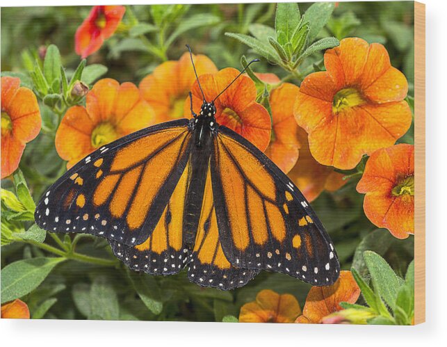 Monarch Wood Print featuring the photograph Monarch resting by Garry Gay