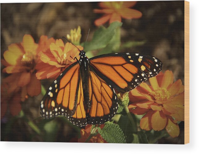 Pennysprints Wood Print featuring the photograph Monarch Spotlight. by Penny Lisowski
