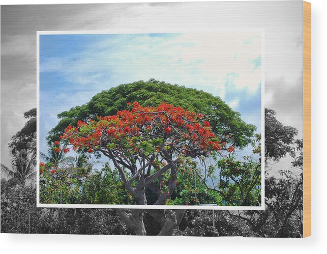 Nature Wood Print featuring the photograph Monkey Pod Trees - Kona Hawaii by Paulette B Wright