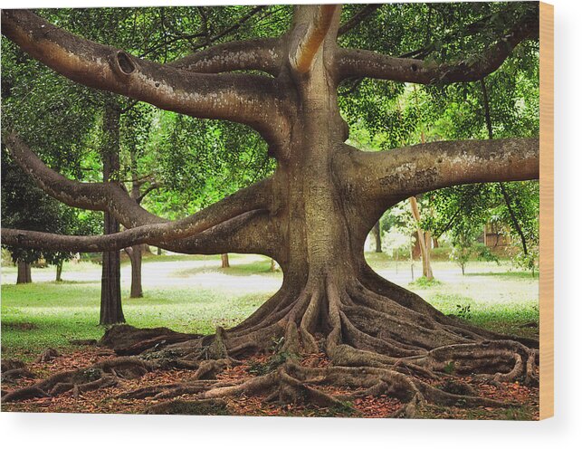 Monster Tree. Old Fig Tree in Peradeniya Garden. Sri Lanka Wood Print by  Jenny Rainbow Fine Art America