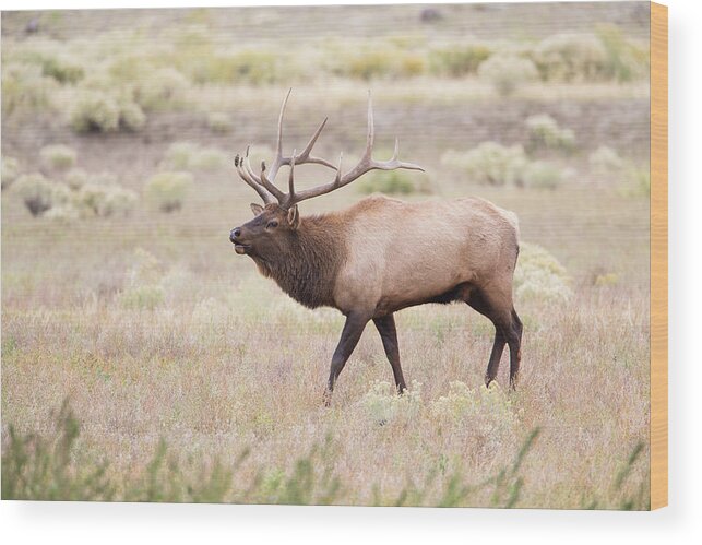 Antlers Wood Print featuring the photograph Montana, Yellowstone National Park by Elizabeth Boehm