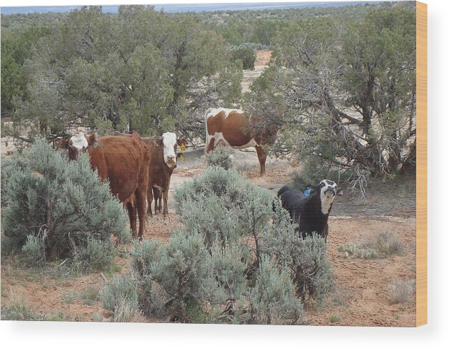 Cattle Wood Print featuring the photograph Moo by Susan Woodward