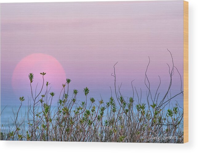 Florida Wood Print featuring the photograph Moonrise over dunes by Stacey Sather