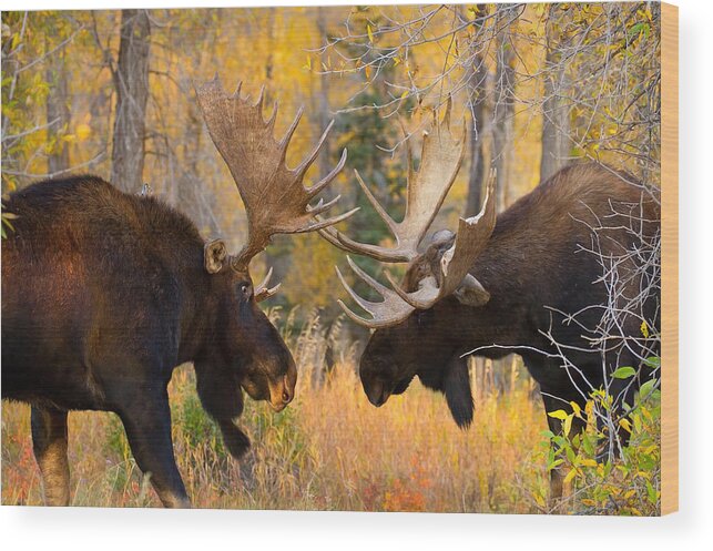 Moose Wood Print featuring the photograph Moose Battle by Aaron Whittemore