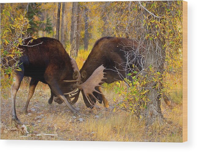 Moose Wood Print featuring the photograph Moose Combat by Aaron Whittemore