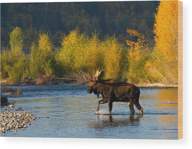 Bull Moose Wood Print featuring the photograph Moose Crossing by Aaron Whittemore
