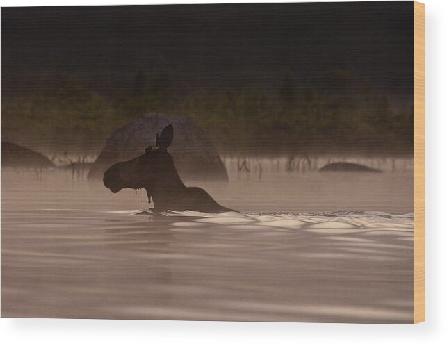 Moose Wood Print featuring the photograph Moose Swim by Brent L Ander