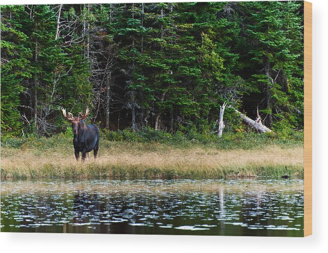 Animal Wood Print featuring the photograph Moose by U Schade