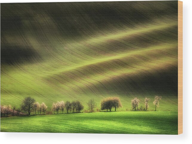 Landscape Wood Print featuring the photograph Moravian Fields by Piotr Krol (bax)