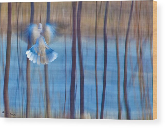 Poetry Wood Print featuring the photograph Morning Dove by Theresa Tahara