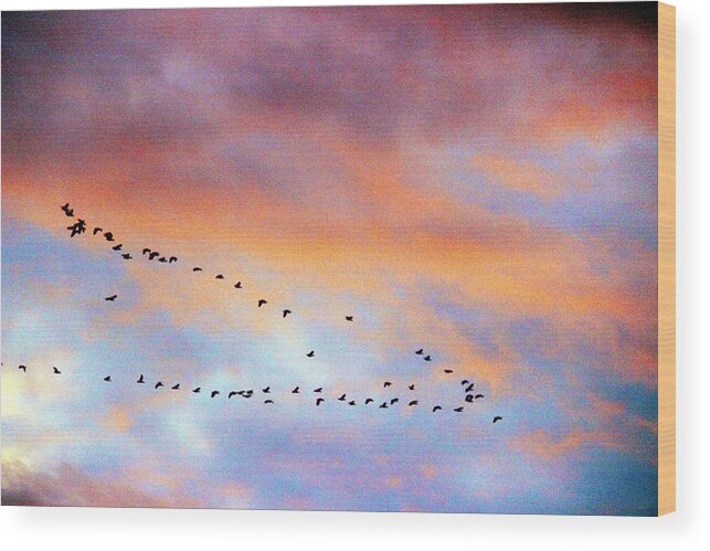 Montana Wood Print featuring the photograph Morning Geese by Scott Carlton