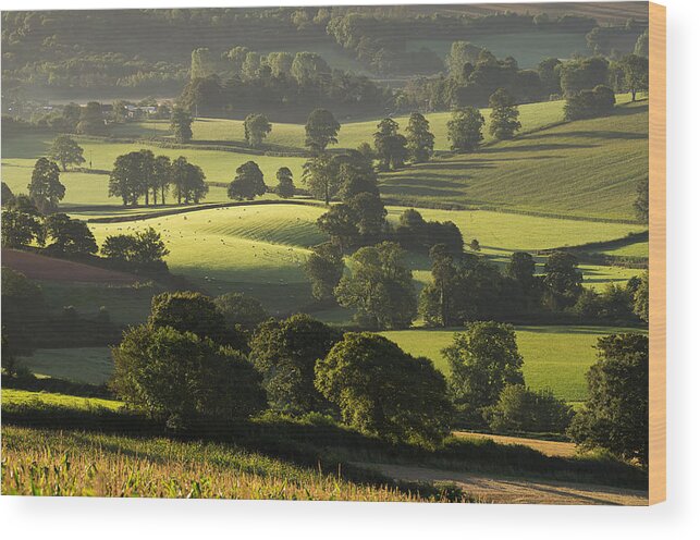 Devon Wood Print featuring the photograph Morning light on fields by Pete Hemington