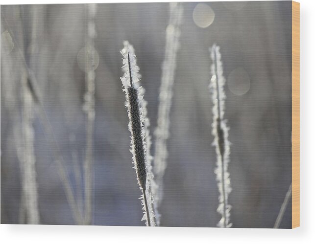 Frost Wood Print featuring the photograph Morning Sparkle by Penny Meyers