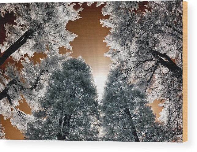 Pine Tree Wood Print featuring the photograph Morning Sun and Pines by Steve Zimic