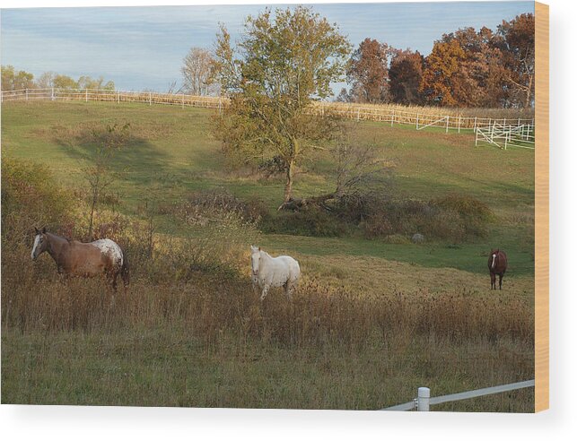 Horses Wood Print featuring the photograph Morning Time For The Horses by Janice Adomeit