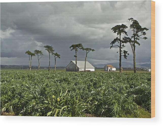 Moss Wood Print featuring the photograph Moss Landing Trees from Highway One 3 by SC Heffner
