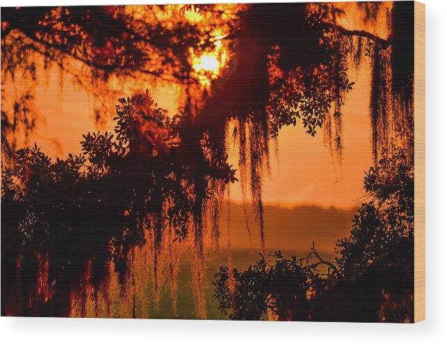 Sunrise Wood Print featuring the photograph Moss Meets Sun by Mary Hahn Ward
