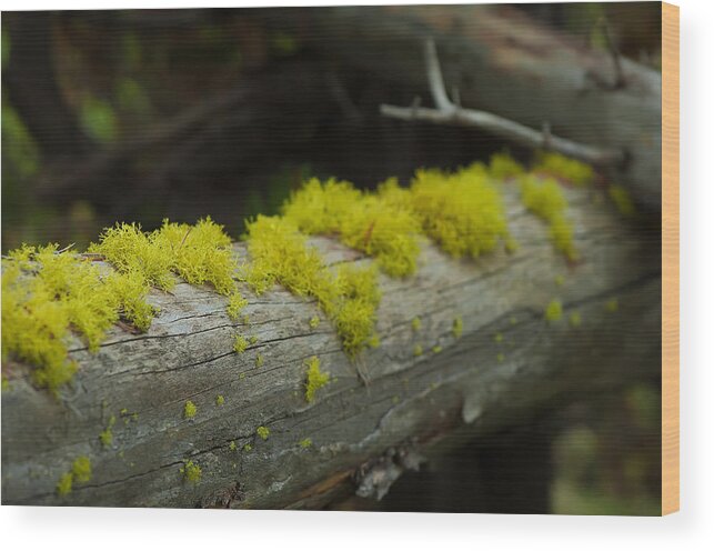 Moss Wood Print featuring the photograph Moss by Sebastian Musial