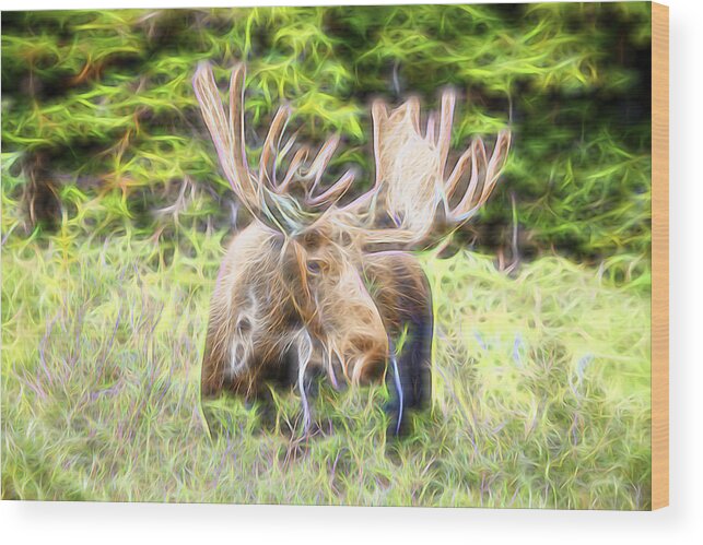 North America Moose Wood Print featuring the photograph Moose Glow by James BO Insogna