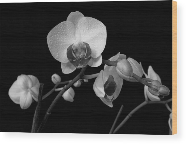 Flower Wood Print featuring the photograph Moth Orchids by Ron White