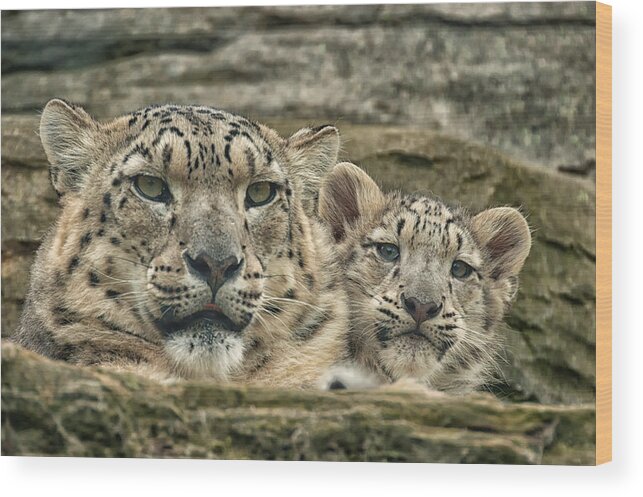 Marwell Wood Print featuring the photograph Mother and cub by Chris Boulton
