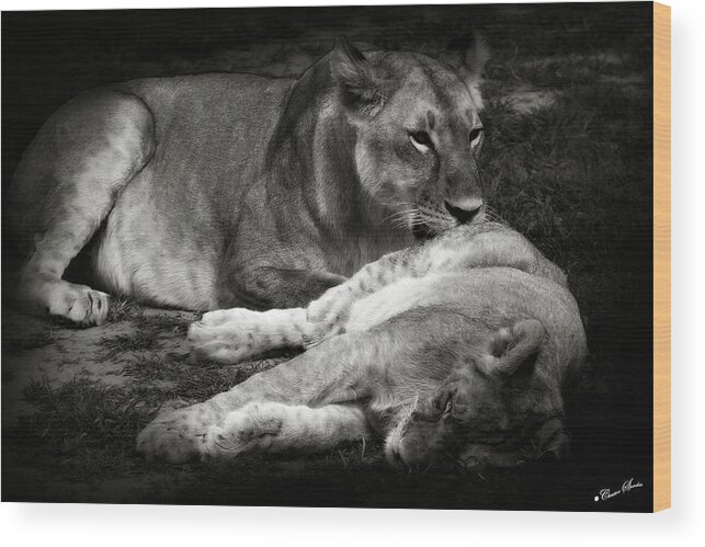 Lioness And Baby Wood Print featuring the photograph Mother Love by Christine Sponchia