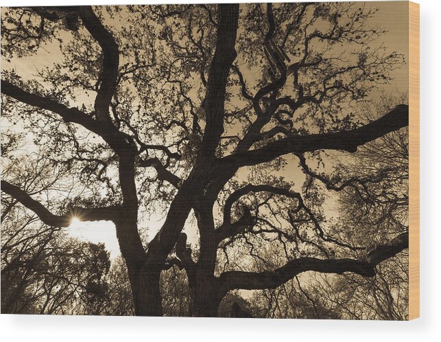 Austin Wood Print featuring the photograph Mother Nature's Design by John Wadleigh