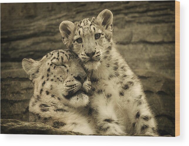 Marwell Wood Print featuring the photograph Mother's Love by Chris Boulton