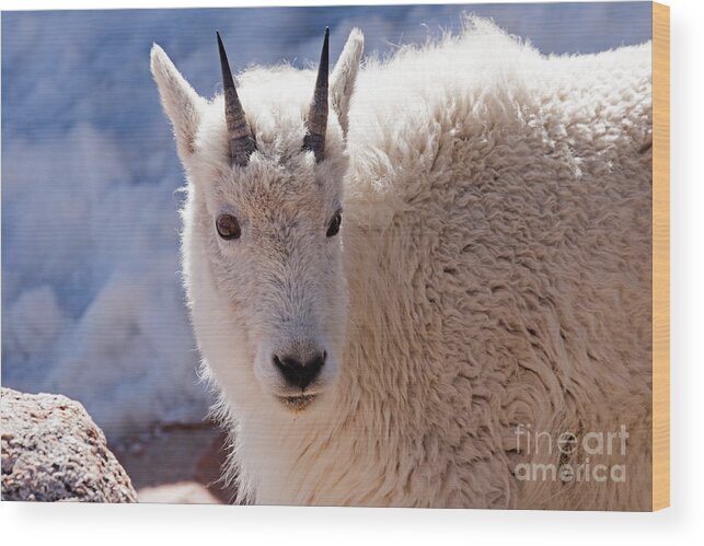 Arapaho National Forest Wood Print featuring the photograph Mountain Goat Portrait on Mount Evans by Fred Stearns