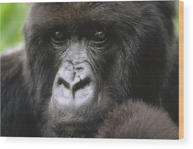 Feb0514 Wood Print featuring the photograph Mountain Gorilla Female Portrait Virunga by Gerry Ellis