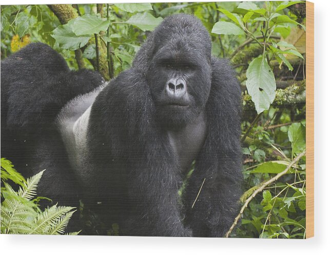 Feb0514 Wood Print featuring the photograph Mountain Gorilla Silverback Rwanda by D. & E. Parer-Cook