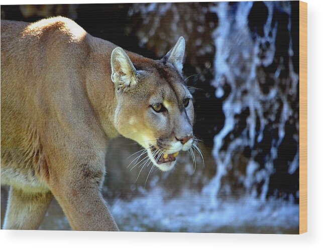Mountain Lion Wood Print featuring the photograph Mountain Lion by Deena Stoddard