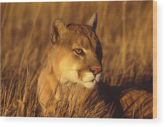 Feb0514 Wood Print featuring the photograph Mountain Lion Montana by Tom Vezo