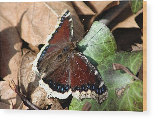 Butterfly Wood Print featuring the photograph Mourning Cloak by David Armstrong
