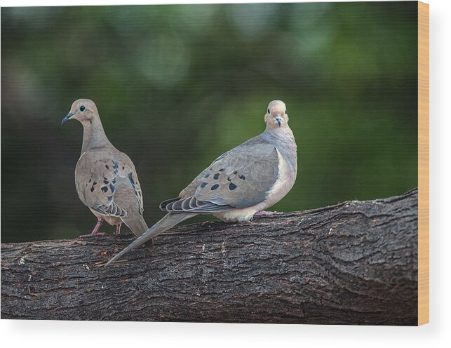 Mourning Doves Wood Print featuring the photograph Mourning Doves by Tam Ryan