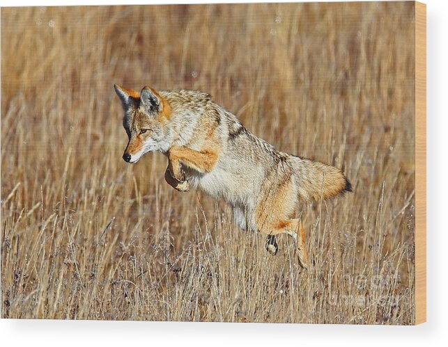 Coyote Wood Print featuring the photograph Mousing Coyote by Bill Singleton