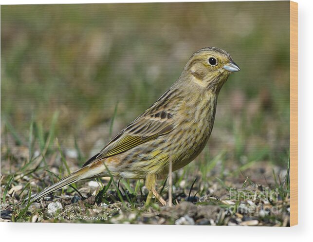 Mrs Yellowhammer Wood Print featuring the photograph Mrs Yellowhammer by Torbjorn Swenelius